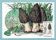 Carte Maximum 1987 - Nature De France - Champignons - Morille Conique (Morchella Conica) YT 2490 - Paris - 1980-1989