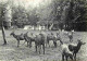 Animaux - Cervidés - Allemagne - Deutschland - Staatlicher Forstwirtschaftsbetrieb Dresden - Zoo - CPSM Grand Format - V - Altri & Non Classificati