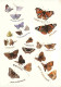 Animaux - Papillons - 22 Espèces Différentes - CPM - Voir Scans Recto-Verso - Papillons
