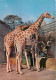 Animaux - Girafes - Zoo - CPM - Voir Scans Recto-Verso - Giraffes