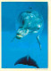 Animaux - Dauphins - CPM - Voir Scans Recto-Verso - Dolfijnen