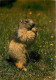 Animaux - Marmottes - CPM - Voir Scans Recto-Verso - Autres & Non Classés