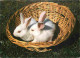 Animaux - Lapins - CPM - Voir Scans Recto-Verso - Other & Unclassified