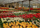 Pays-Bas - Nederland - Lisse - Keukenhof - Fleurs - CPM - Voir Scans Recto-Verso - Lisse