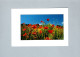 Fleurs : Coquelicots - Flowers