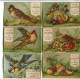 Lot 6 Chromos   Chromo Idem LIEBIG 47 64 Oiseaux Fruits  Ernest LAIGNIER - Sonstige & Ohne Zuordnung