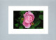 Fleurs : Rose Anglaise - Bloemen