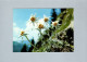 Fleurs : Edelweiss - Flowers