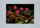 Fleurs : Cyclamen - Fiori