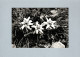 Fleurs : Edelweiss - Fleurs