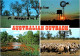 15-5-2024 (5 Z 11) Australia - Outback (cow & Sheep  Farming Etc) - Elevage