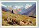 39742809 - Sign. Weindl Karl Verlag Heckmair Nr.86 - Cows