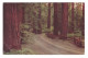 UNITED STATES // CALIFORNIA // REDWOOD FOREST - Autres & Non Classés