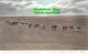 R414704 Cattle On Prairie At W. H. R. Iles Ranch. Medicine Hat. A. W. Gelston. S - Monde