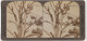 Stereo-Fotografie Underwood & Underwood, New York, Waschbären Auf Einem Baum In Einem Zoogehege  - Stereoscopic