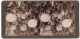 Stereo-Fotografie Underwood & Underwood, New York, Ansicht Redlands / Kalifornien, Pampelmusen An Einem Baum  - Stereoscopic