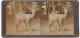 Stereo-Fotografie Underwood & Underwood, New York, Rocky Mountain Sheep (Ovis Montana)  - Stereoscopic