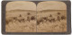 Stereo-Fotografie Underwood & Underwood, New York, Büffelherde Im Yellowstone Park  - Stereoscopic