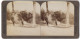 Stereo-Fotografie Underwood & Underwood, New York, Zebu Bulle  - Stereoscopic