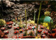 72755608 Lanzarote Kanarische Inseln Jameos Del Agua Kanarische Inseln - Andere & Zonder Classificatie