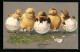 AK Osterküken Schlüpfen Aus Ihren Eiern  - Pâques
