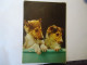 NETHERLANDS  POSTCARDS DOGS   YOUNG COLLIES - Other & Unclassified