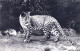 75 - PARIS 12 - Parc Zoologique Du Bois De Vincennes - Jeune Panthere Asiatique - District 12