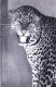 75 - PARIS 12 - Parc Zoologique Du Bois De Vincennes - Un Jaguar Ou Panthere D Amerique - District 12