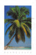 971-GUADELOUPE SAINTE ANNE PLAGE DE CARAVELLE-N°4197-D/0041 - Sonstige & Ohne Zuordnung