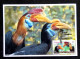 Singapore Bird Paradise Park 2023 Knobbed Hornbill Birds Fauna (maxicard) - Singapur (1959-...)