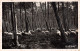 40-PAYS LANDAIS MOUTONS L HIVER EN FORET-N°5147-B/0127 - Autres & Non Classés