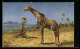 Künstler-AK M. Müller Jun.: Giraffenbulle Und Ruhende Kuh Im Gras Der Steppe  - Giraffes