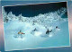 Sports - Ski - CPM - Voir Scans Recto-Verso - Sports D'hiver