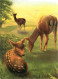 Animaux - Cervidés - Art Peinture Illustration - W Remme - Wild Life Cards - Biche - CPM - Voir Scans Recto-Verso - Autres & Non Classés