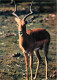 Animaux - Impala - Faune Africaine - CPM - Carte Neuve - Voir Scans Recto-Verso - Autres & Non Classés