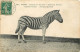 Animaux - Zèbres - Jardin Des Plantes De Paris - Zèbre De Potock - Oblitération Ronde De 1911 - CPA - Etat Pli Visible - - Zebra's
