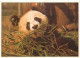 Animaux - Panda - Generargues - Bambuseraie De Prafrance - CPM - Voir Scans Recto-Verso - Autres & Non Classés