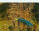 Animaux - Poissons - Musée Océanographique De Monaco - 40-048-08 - Girelle Exotique - Thalassoma Lunare - Flamme Postale - Poissons Et Crustacés