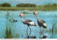 Animaux - Oiseaux - Afrique De L'Est - Grue Couronnée - Carte Neuve - CPM - Voir Scans Recto-Verso - Oiseaux