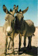 Animaux - Anes - CPM - Voir Scans Recto-Verso - Donkeys