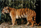 Animaux - Fauves - Tigre - Museo Civico Di Storia Naturale Milano - CPM - Voir Scans Recto-Verso - Tigers