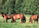 H2368 - TOP Pferd Pferde Horses Kaltblut - Wendy - Horses