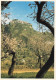 ITALIE - Castelmola - Panorama - Colorisé - Carte Postale - Messina