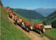 ANIMAUX - Un Troupeau De Boeufs - Descente De L'Alpe - Colorisé - Carte Postale - Autres & Non Classés