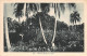 Vanuatu - New Hebrides - ESPIRITU SANTO - IN THE BUSH - Publ. E. B. 125 - Vanuatu