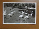 Zoo, Dierenpark, Tierpark / Munchener Tierpark Hellabrunn, Flamingos -> Unwritten - Oiseaux