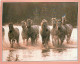 Format Spécial - 170 X 118 Mms - Animaux - Chevaux - Camarguais - Etat Léger Pli Visible - Frais Spécifique En Raison Du - Chevaux