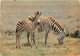 Animaux - Zèbres - Collection Faune Africaine - CPM - Voir Scans Recto-Verso - Zebras