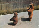 Animaux - Ours - La Fosse Aux Ours De Berne - Zoo - Bear - CPM - Carte Neuve - Voir Scans Recto-Verso - Ours