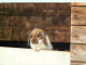 Animaux - Lapins - CPM - Voir Scans Recto-Verso - Sonstige & Ohne Zuordnung